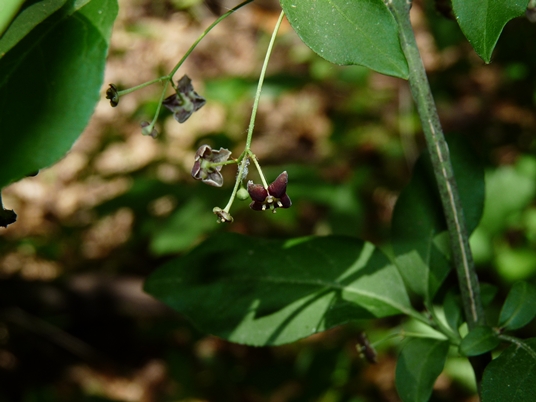 {Euonymus atropurpureus}